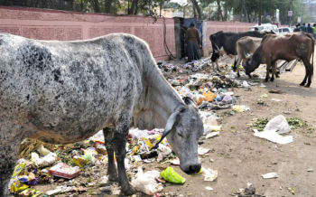 Cow slaughter ban in Madhya Pradesh போபாலில் ஒரு காட்சி. குப்பை குவியல்களை கிளறி உணவைத் தேடும் இது போன்ற பசுக்களை பராமரிப்பதற்கு எந்த முயற்சியும் எடுக்கப்படவில்லை.