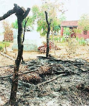 மாட்டுக்கறி-3 அரியானாவில் மாட்டை உரித்த 'குற்றத்துக்காக' ஐந்து தலித்துகளை எரித்துக் கொன்றனர் ஆதிக்க சாதி வெறியர்கள்