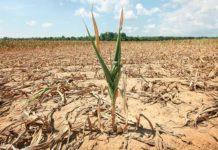 //குறுக்கு வெட்டு – 27.08.2010// வறண்ட மாவட்டத்தில் ஒரு வக்கிரத் திருமணம்!!