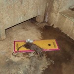 திருச்சி-அரசு-மருத்துவமனை-7