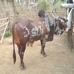 பர்கூர் மாடு