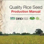 news-rice