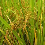 paddy