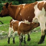 cow-milk