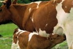 cow-milk-slider