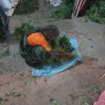 keerai-women-12