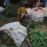 keerai-women-14