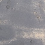 periyathazhai-58