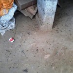 vanniya-kulam-flies-1