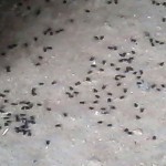 vanniya-kulam-flies-2