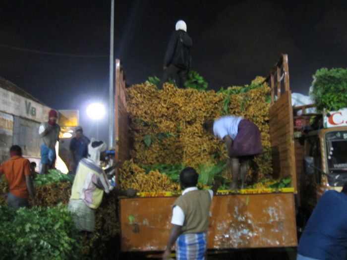 பொங்கலுக்கு வந்திறங்கும் மஞ்சள் பொங்கலுக்கு வந்திறங்கும் மஞ்சள்