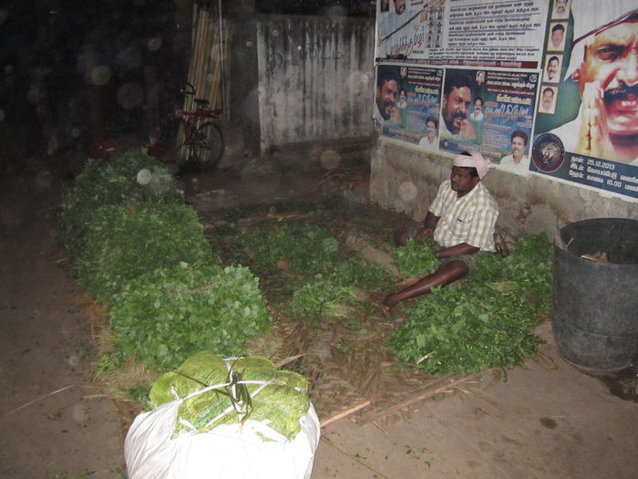 காத்திருக்கும் கீரைக் கட்டுகள் காத்திருக்கும் கீரைக் கட்டுகள்