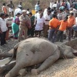 hosur-vivimu-2