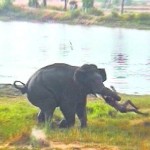 hosur-vivimu-4