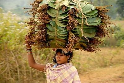 டெண்டு இலை டெண்டு இலை