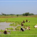 தஞ்சை வயல்கள் 1