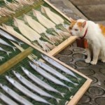 cat-dried-fish