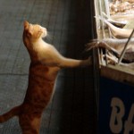 Cat at Fish Market