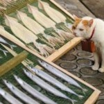 cat-dried-fish-slider