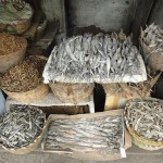 fish-varieties