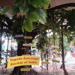 sanatan-tree-2
