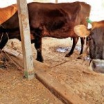 cow-1