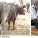 cow-2