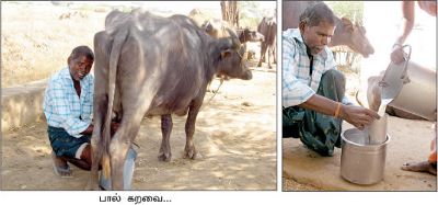 பால் கறவை பால் கறவை