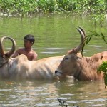 cow-3
