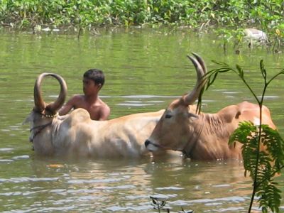 மாடு பராமரிப்பு மாடு பராமரிப்பு