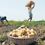 உருளைக்கிழங்கு இறக்குமதி வளர்ச்சியா வீழ்ச்சியா ? punjab potato 2