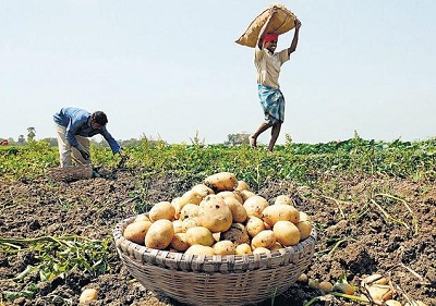 punjab potato 2