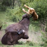 buffalo-lion