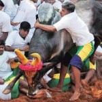 ஜல்லிக்கட்டு : தமிழர் பாரம்பரியமா ? ஆதிக்கசாதி அடையாளமா ?