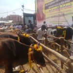 kalyana-cattle-1