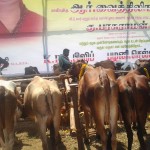 kalyana-cattle-2