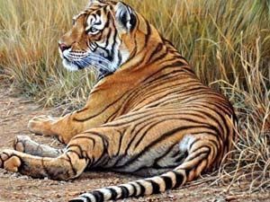 நீலகிரி புலி நீலகிரி புலி