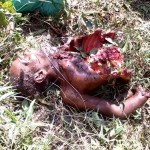 elderly-man-killed-by-tiger-1