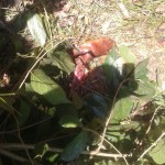 elderly-man-killed-by-tiger-2