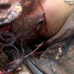 mahalakshmi-killed-by-tiger-3