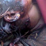 mahalakshmi-killed-by-tiger-6