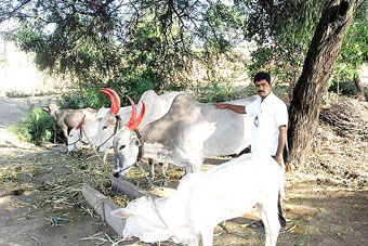 சதீஷ் சோலங்கி சதீஷ் சோலங்கி