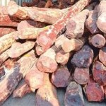 கம்மா , ரெட்டி செம்மர மாஃபியாக்கள் – சிறப்புக் கட்டுரை