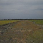 sima-cuddalore-04