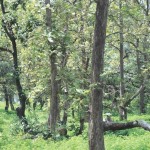 ஆரவல்லியை கூறுபோட்டு விற்கும் பா.ஜ.க !