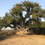 aravalli-hills-ravaged-1