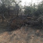 aravalli-hills-ravaged-2