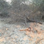 aravalli-hills-ravaged-3
