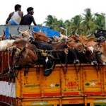 india-cattle-4