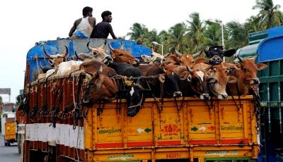 பசு வதை தடைச்சட்டம் பசு வதை தடைச்சட்டம்